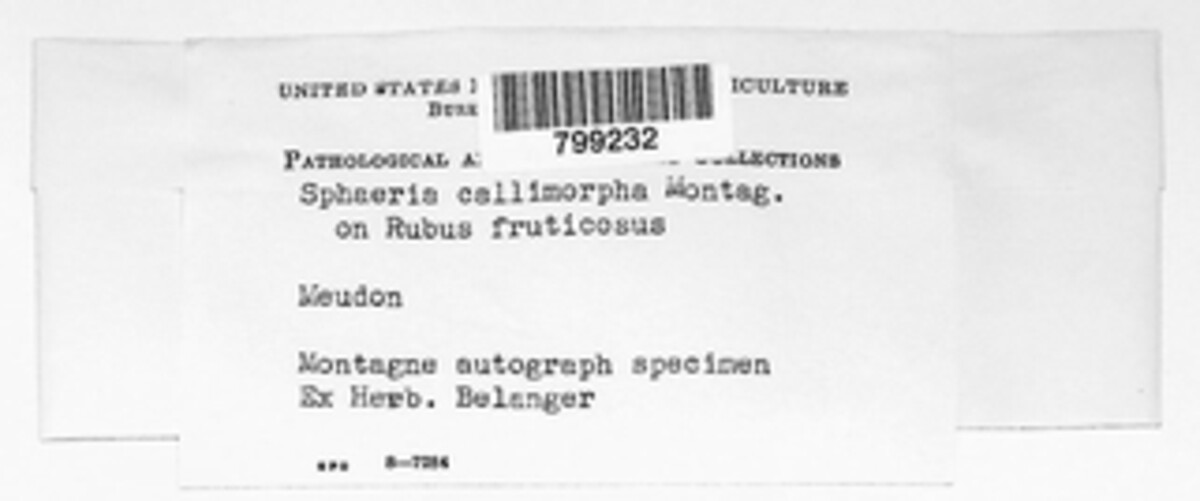 Dictyochaeta callimorpha image